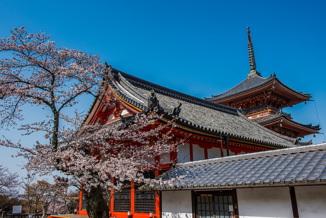 Cherry blossom in the Kiyomizu-dera Buddhist temple, UNESCO World Heritage Site, Kyoto, Honshu, Japan, Asia