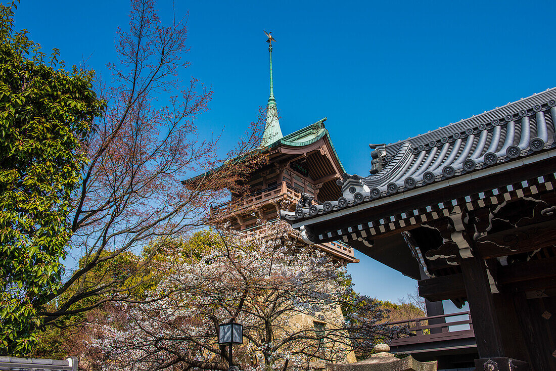 Pagode in der Kirschblüte im Maruyama-Koen Park, Kyoto, Honshu, Japan, Asien