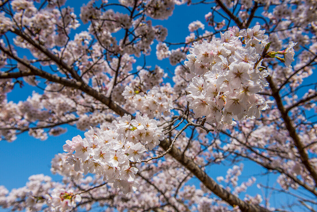 Kirschblüte im Maruyama-Koen-Park, Kyoto, Honshu, Japan, Asien