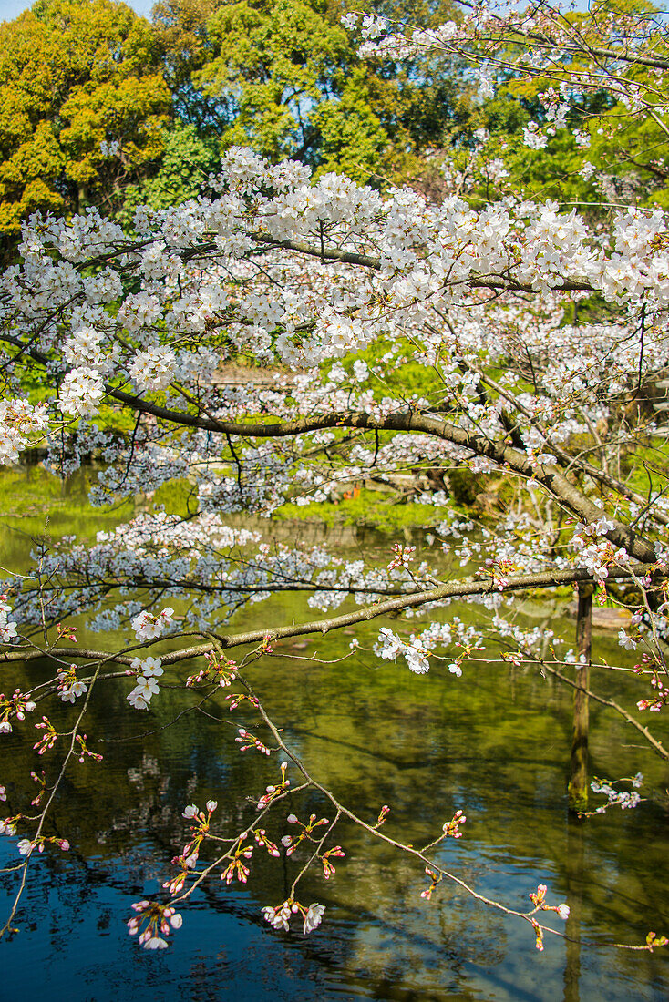 Okazaki-Park im Heian-Jingu-Schrein, Kyoto, Honshu, Japan, Asien