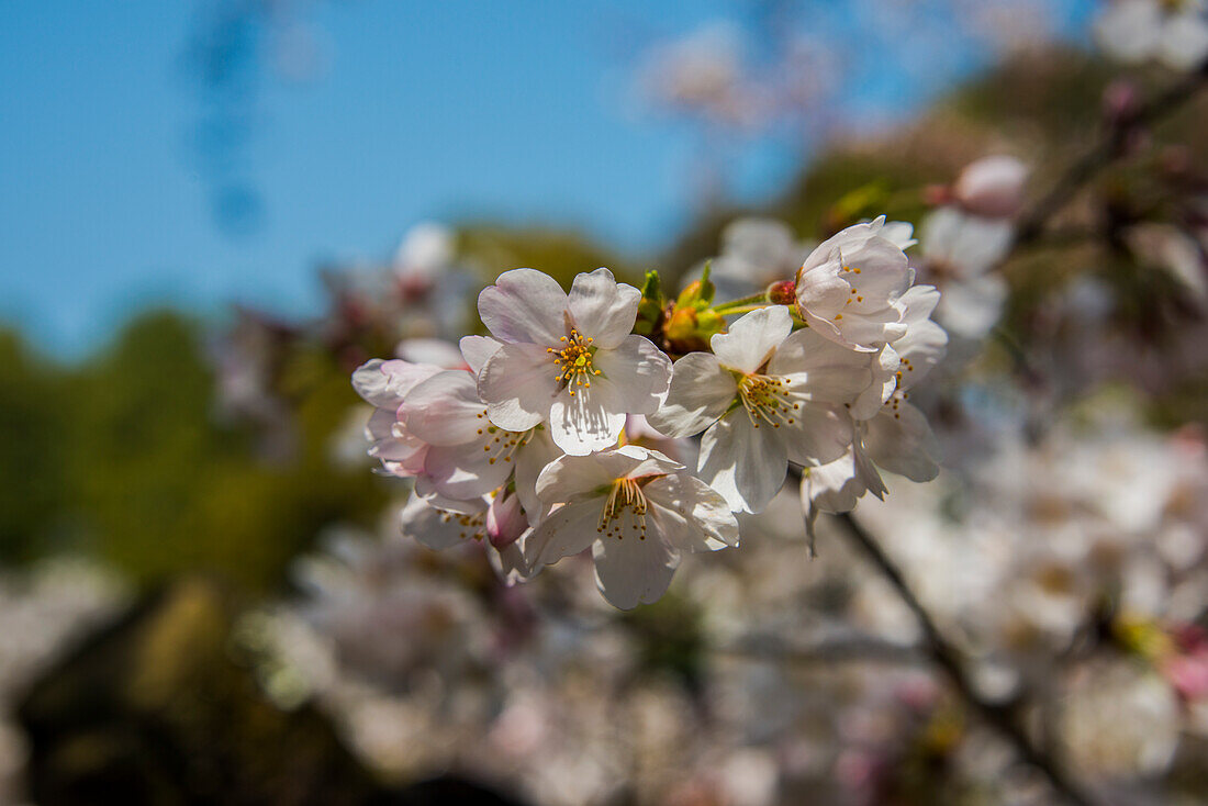 Close-up of cherry  blossom, Okazaki Park in the Heian Jingu Shrine, Kyoto, Honshu, Japan, Asia