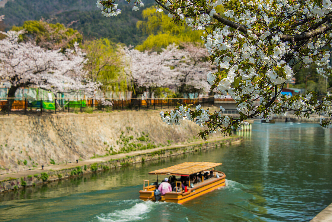 Cherry blossom and a little tourist boat, Kyoto, Honshu, Japan, Asia