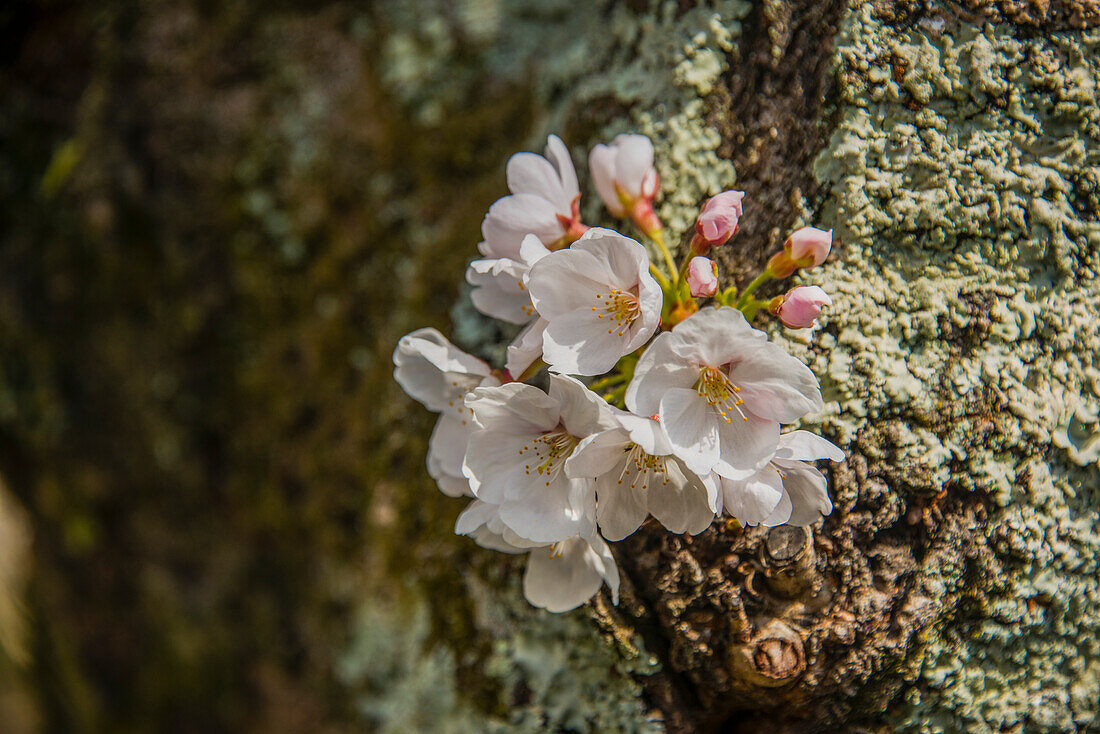 Kirschblüte auf dem Philosophenweg, Kyoto, Honshu, Japan, Asien