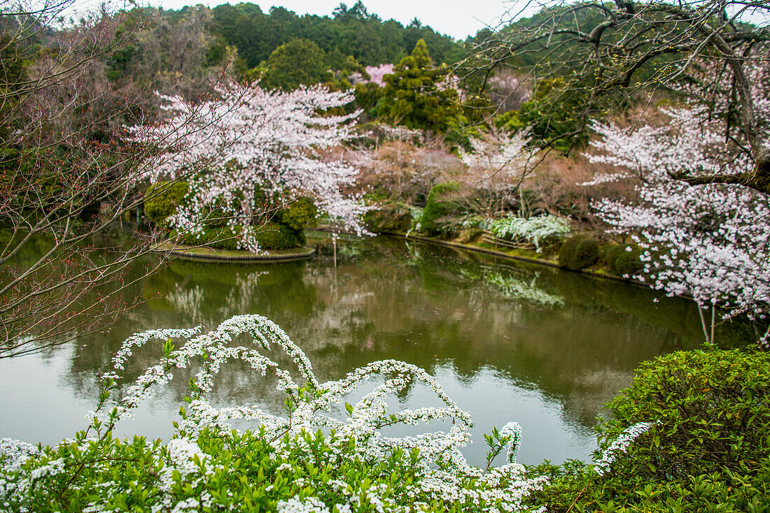 Cherry blossom in the Ryoan-ji Temple, UNESCO World Heritage Site, Kyoto, Honshu, Japan, Asia