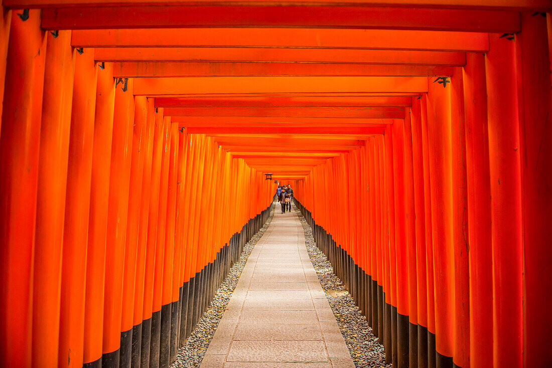 The Endless Red Gates (Torii) of Kyoto's Fushimi Inari, Kyoto, Honshu, Japan, Asia