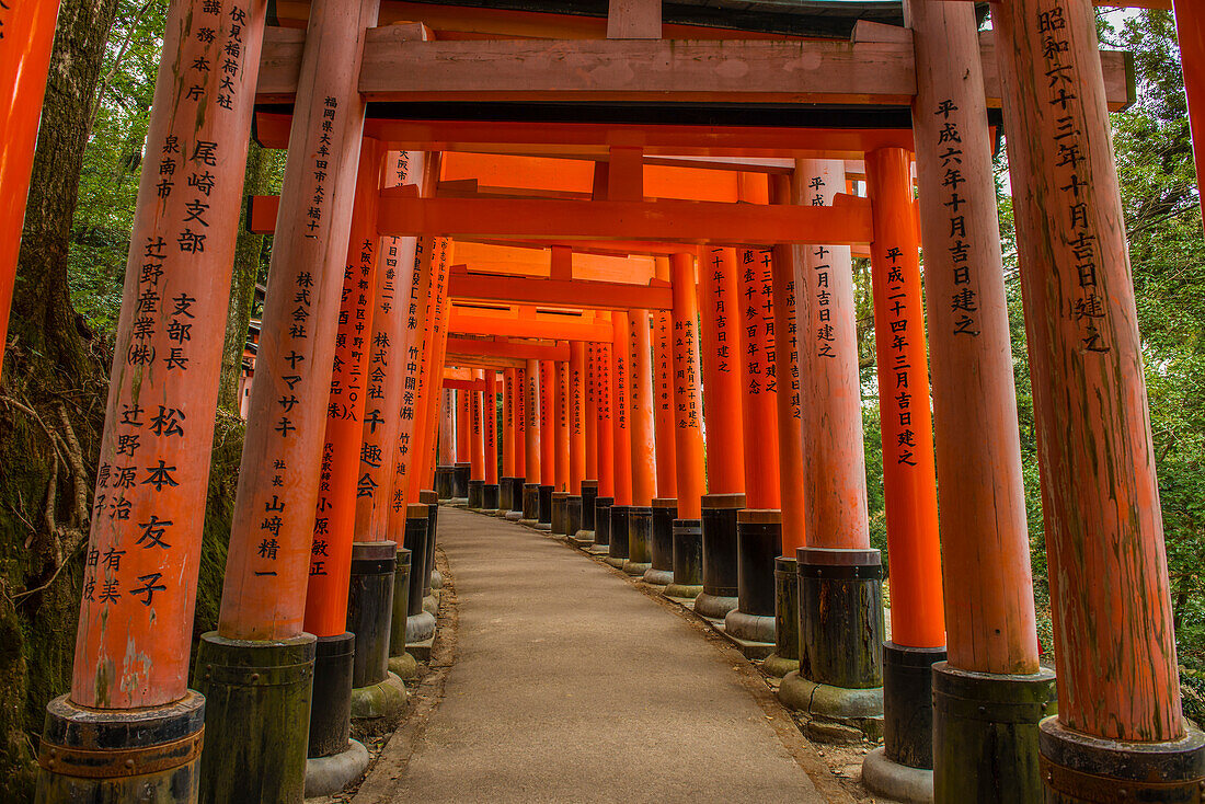 Die endlosen roten Tore (Torii) von Kyotos Fushimi Inari, Kyoto, Honshu, Japan, Asien