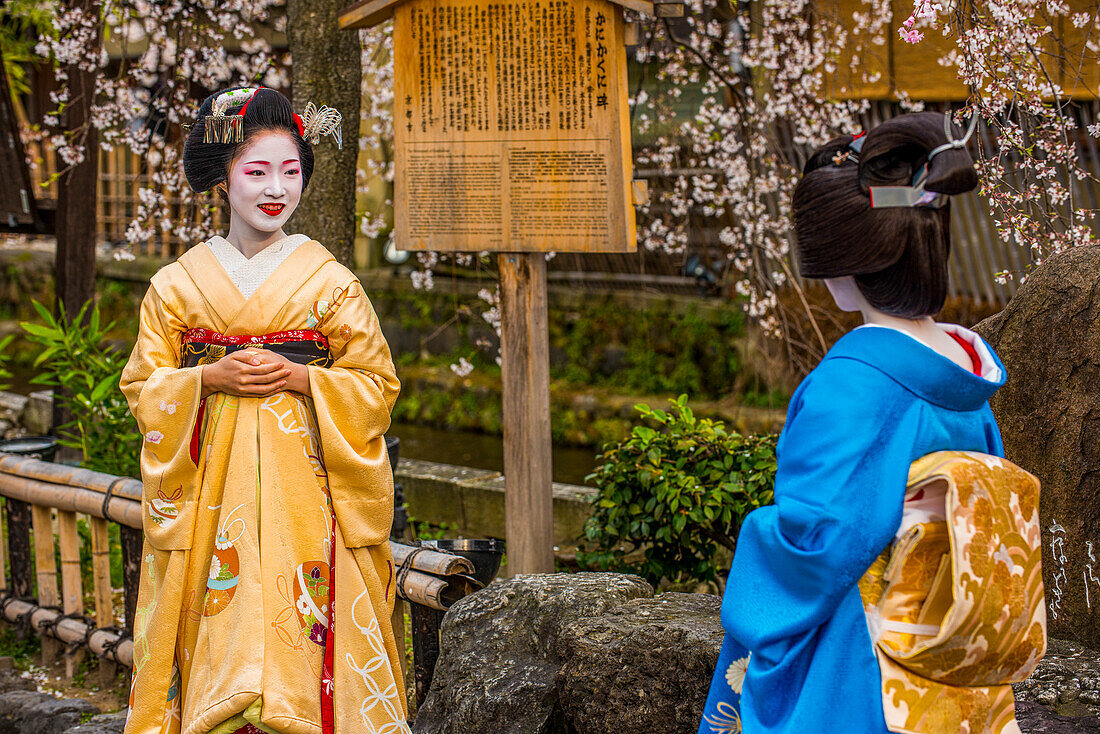 Echte Geisha posiert vor einem Kirschblütenbaum im Geisha-Viertel von Gion, Kyoto, Honshu, Japan, Asien