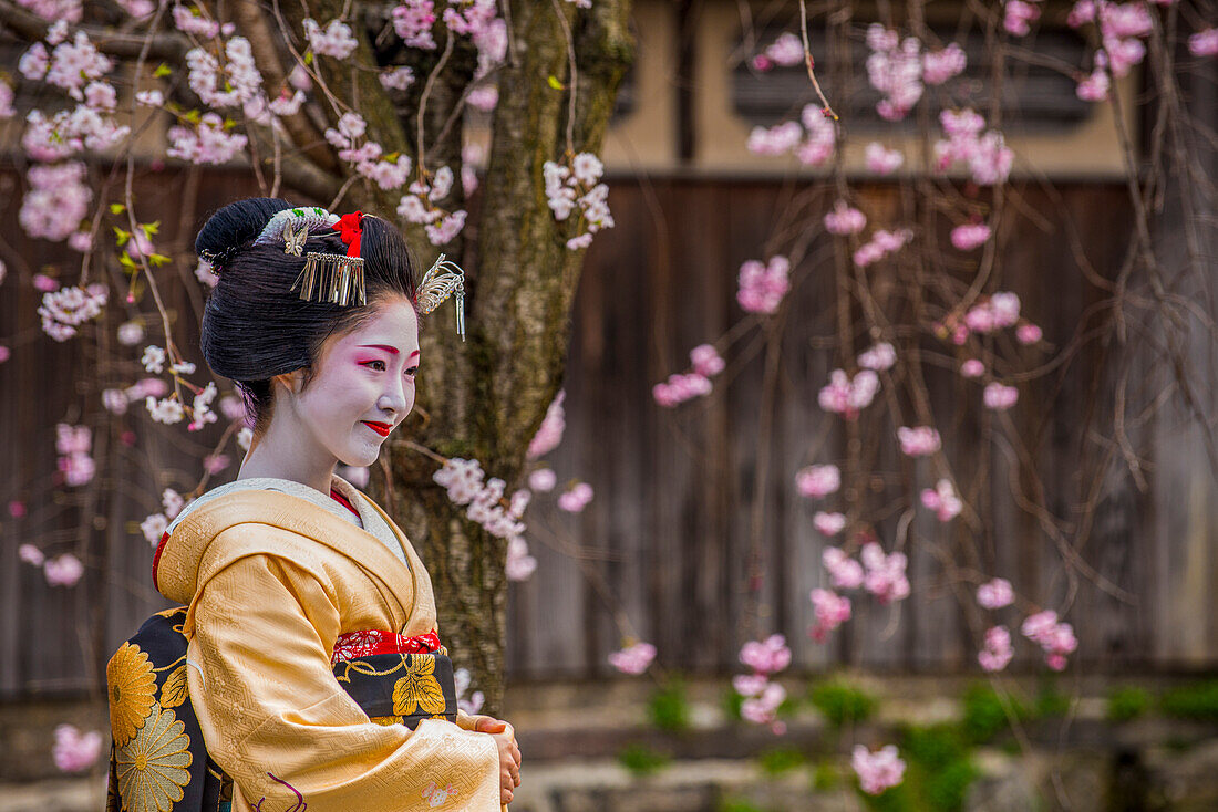 Echte Geisha posiert vor einem Kirschblütenbaum im Geisha-Viertel von Gion, Kyoto, Honshu, Japan, Asien