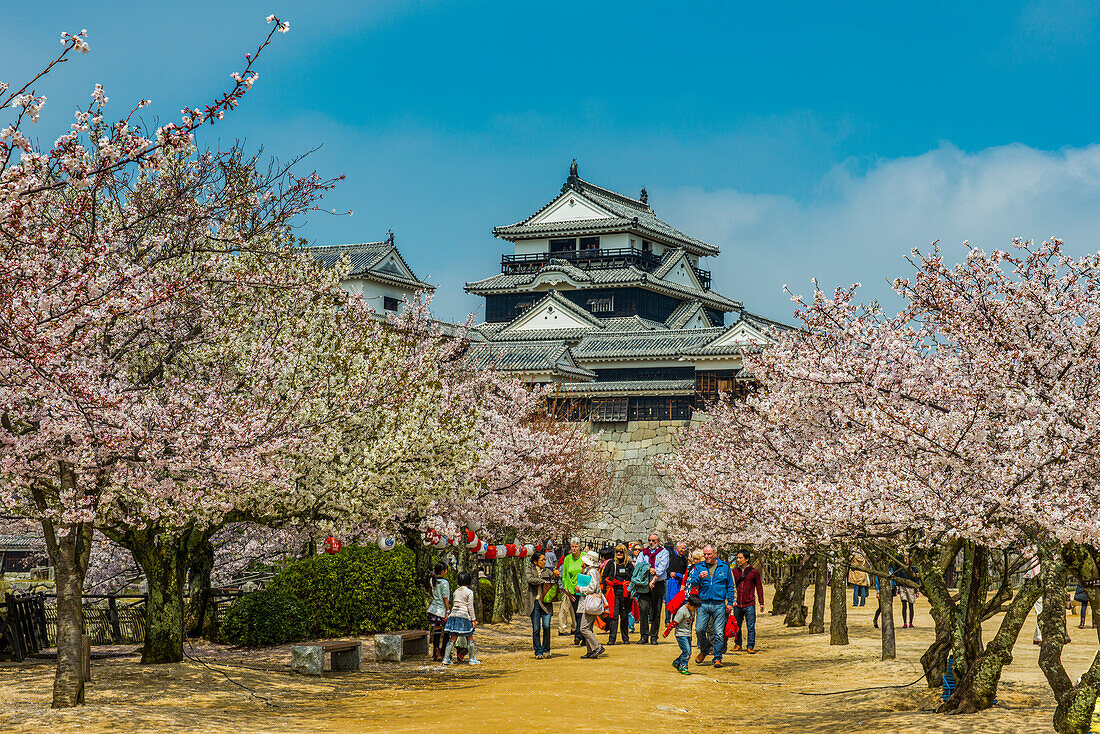 Cherry blossom in the Matsuyama Castle, Shikoku, Japan, Asia