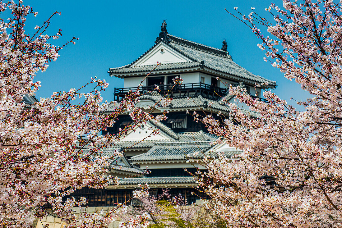 Kirschblüte in der Burg Matsuyama, Shikoku, Japan, Asien