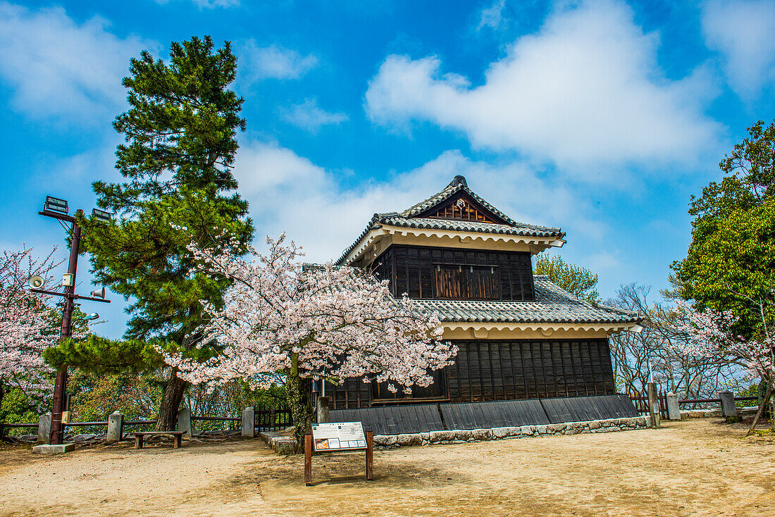 Kirschblüte in der Burg Matsuyama, Shikoku, Japan, Asien