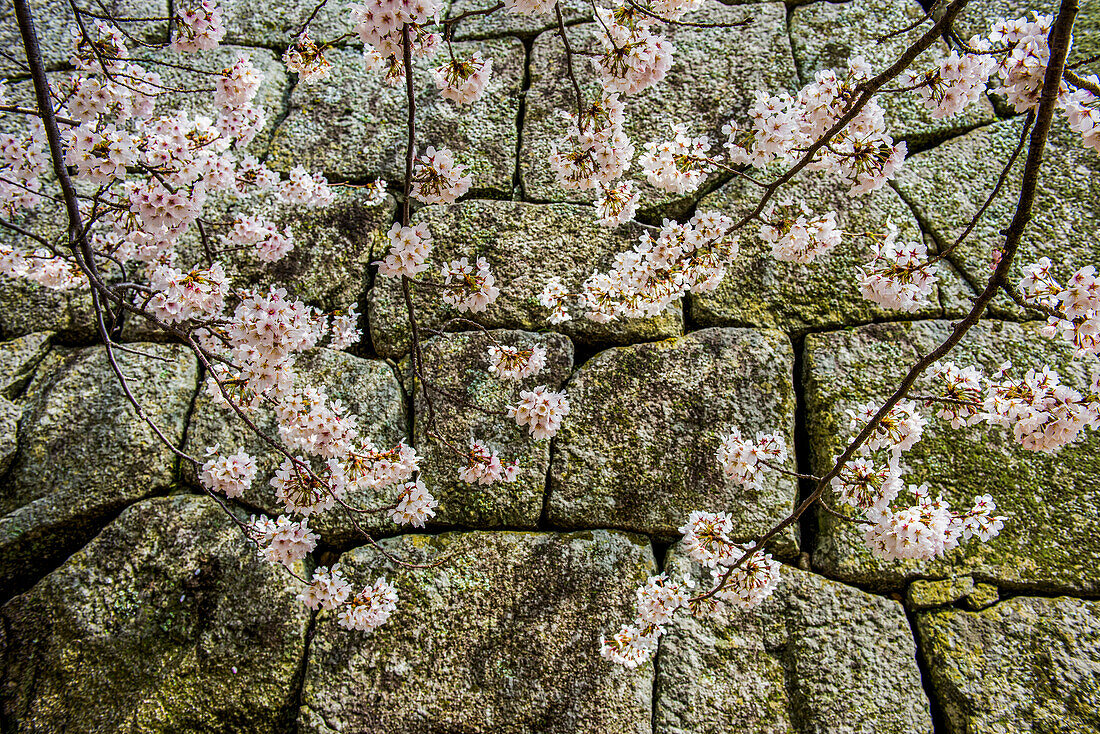 Cherry blossom in the Matsuyama Castle, Shikoku, Japan, Asia