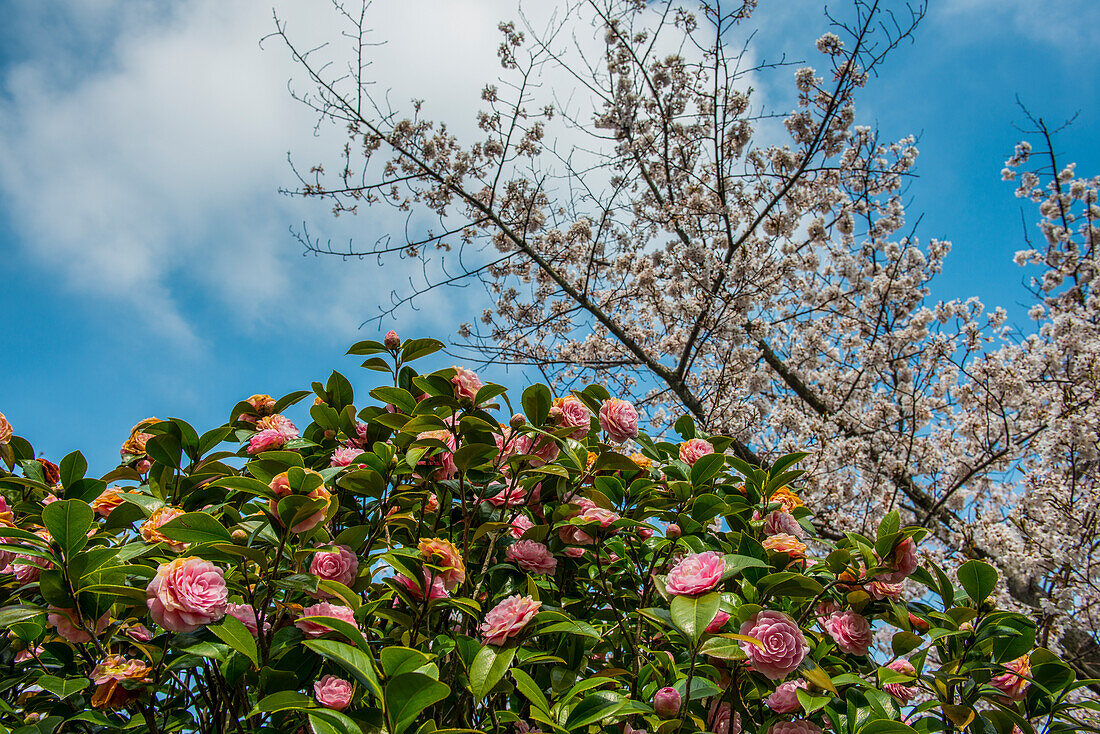 Camellia and cherry blossom in Matsuyama Castle, Shikoku, Japan, Asia