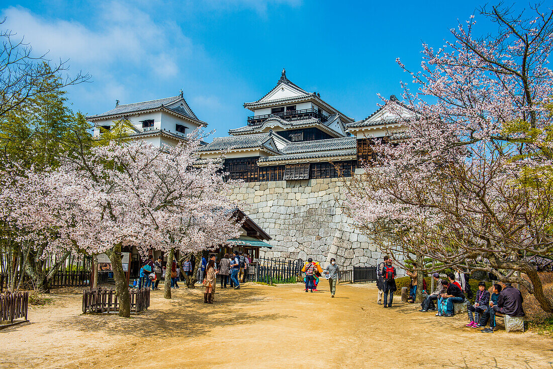 Cherry blossom in Matsuyama Castle, Shikoku, Japan, Asia