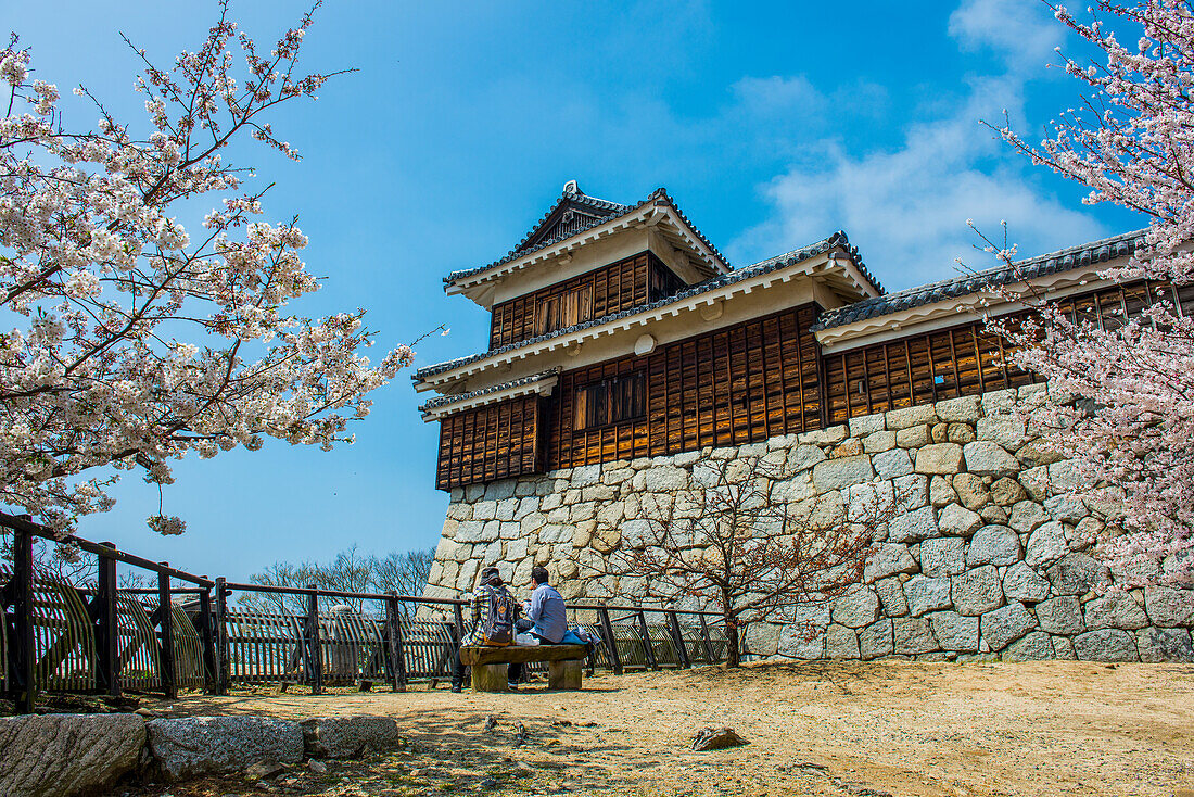 Cherry blossom in Matsuyama Castle, Shikoku, Japan, Asia