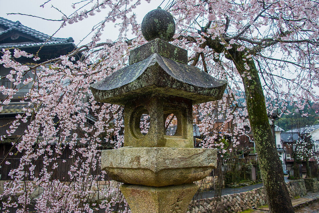 Kirschblütenbäume bei Regenwetter, Itsukushima-Schrein, UNESCO-Welterbe, Miyajima, Japan, Asien