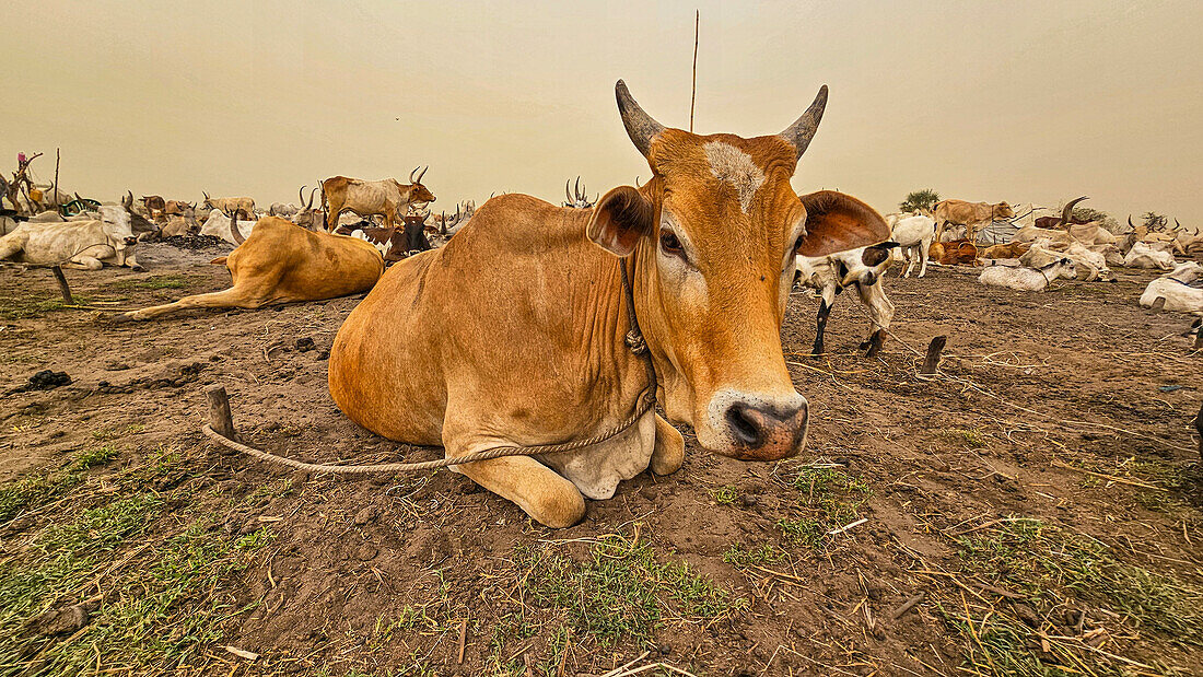 Dinka-Viehlager, Bor, Zentralregion, Südsudan, Afrika