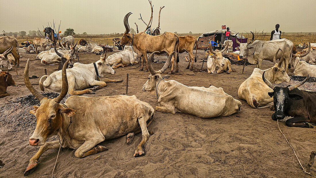 Dinka-Viehlager, Bor, Zentralregion, Südsudan, Afrika