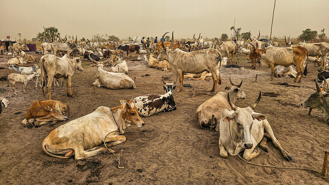 Dinka cattle camp, Bor, central region, South Sudan, Africa