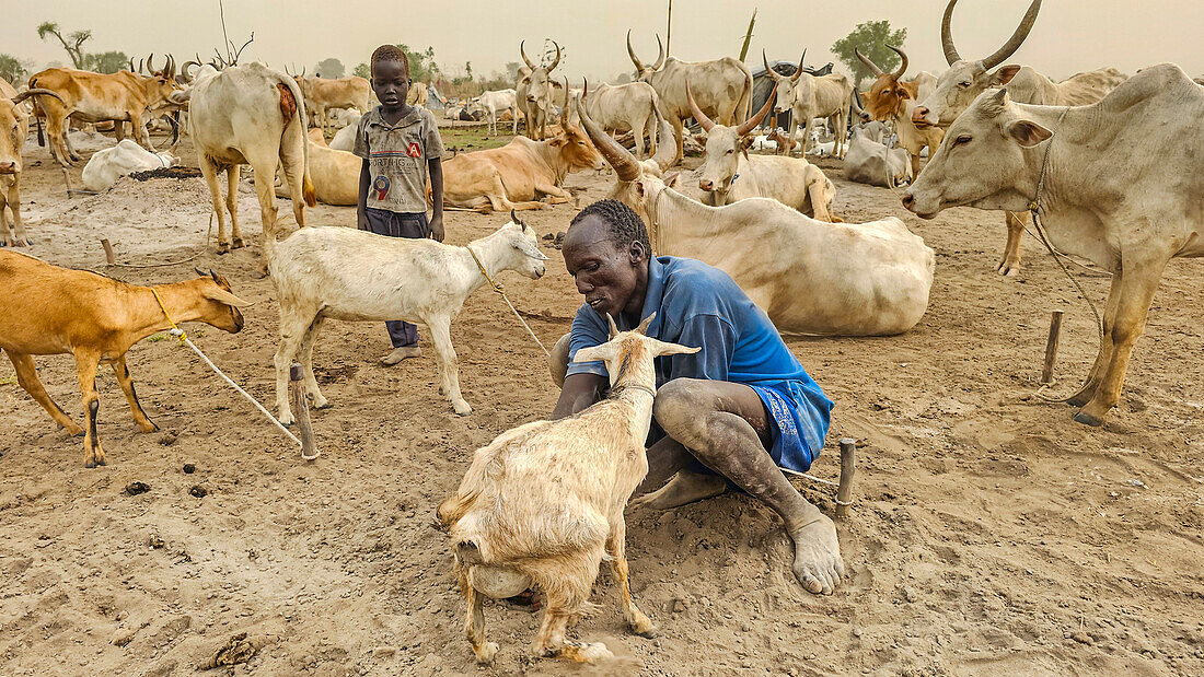 Mann melkt eine Ziege, Dinka-Viehlager, Bor, Zentralregion, Südsudan, Afrika