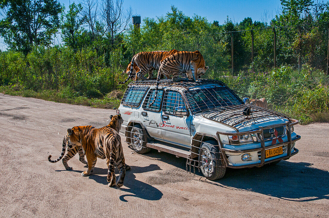 Siberian Tigers climbing on vehicle in the Siberian Tiger Park, Harbin, Heilongjiang, China, Asia