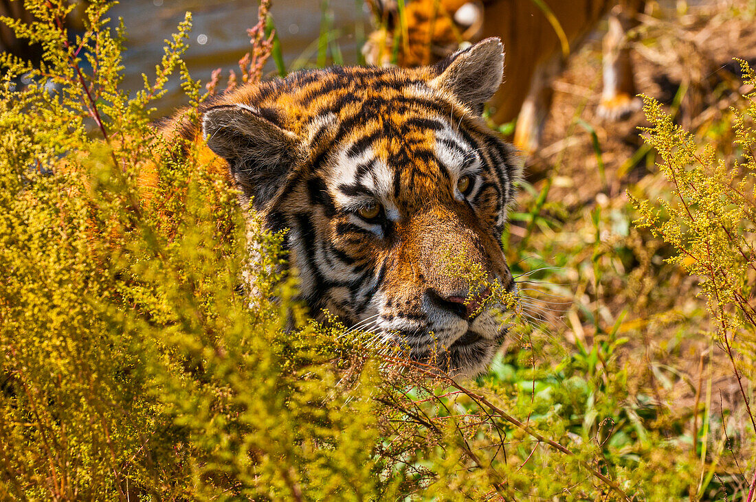 Siberian Tiger in the Siberian Tiger Park, Harbin, Heilongjiang, China, Asia