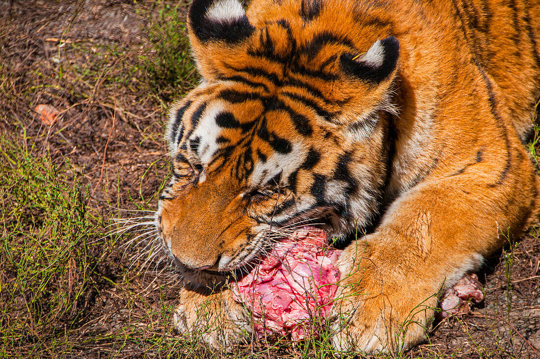 Siberian Tiger in the Siberian Tiger Park, Harbin, Heilongjiang, China, Asia