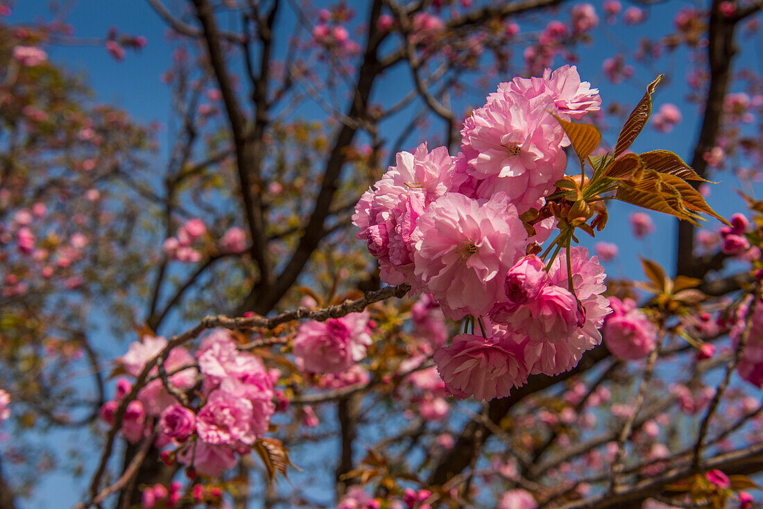 Cherry blossom, Senso-ji temple, Asakusa, Tokyo, Honshu, Japan, Asia