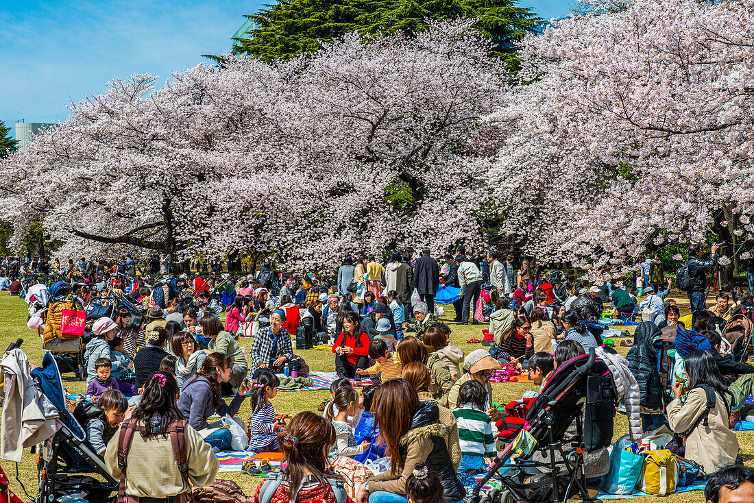 Picknick inmitten der Kirschblüte im Shinjuku-Gyoen-Park, Tokio, Honshu, Japan, Asien