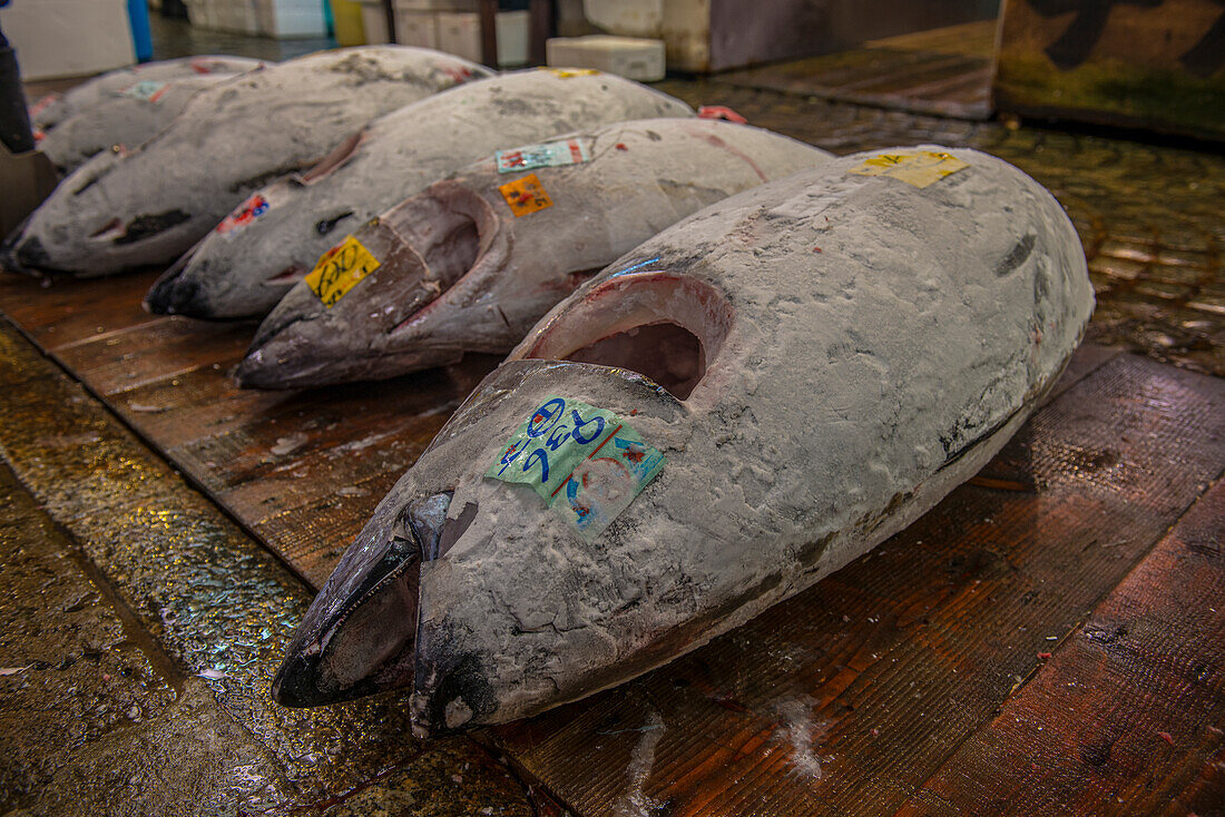 Frozen tuna in the Tsukiji Fish Market, Tokyo, Honshu, Japan, Asia