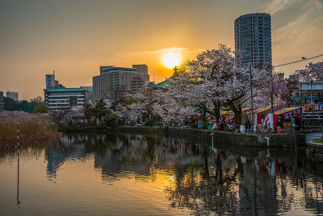 Sonnenuntergang und Kirschblüte im Ueno-Park, Tokio, Honshu, Japan, Asien