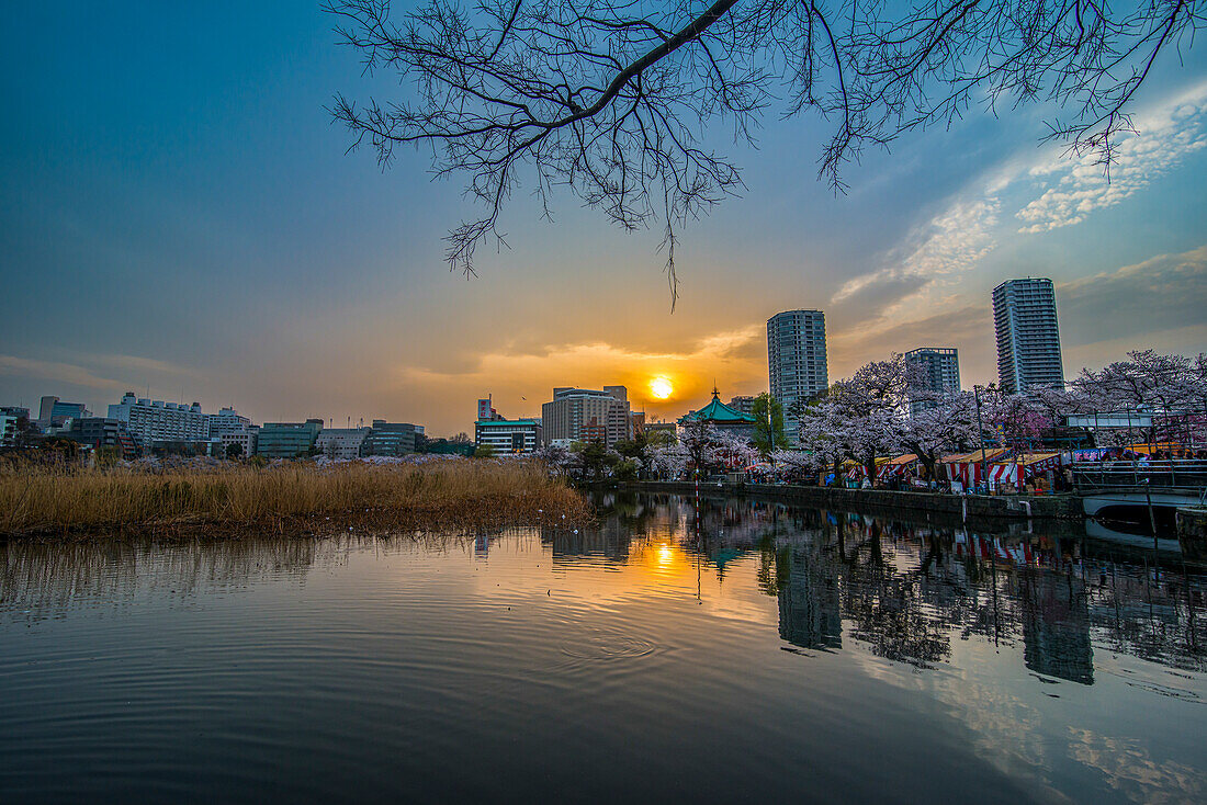 Sonnenuntergang und Kirschblüte im Ueno-Park, Tokio, Honshu, Japan, Asien