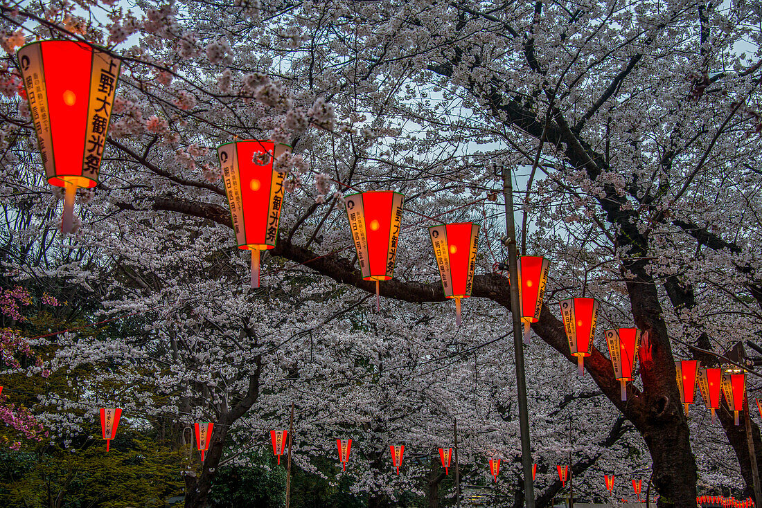 Rote Lampions beleuchten die Kirschblüte im Ueno Park, Tokio, Honshu, Japan, Asien