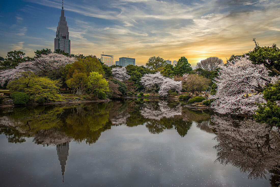 Kirschblüte im Shinjuku-Gyoen Park, Tokio, Honshu, Japan, Asien