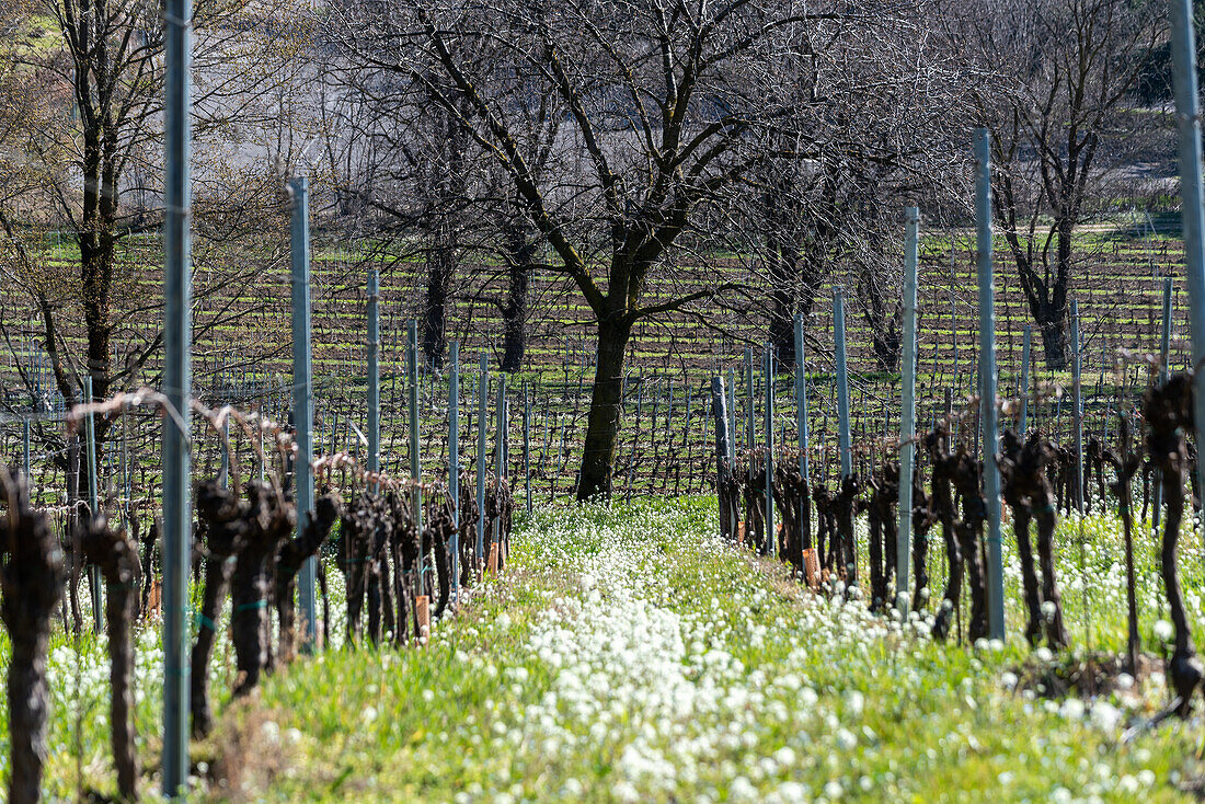 Spring season in the vineyards of Franciacorta, Brescia province, Lombardy district, Italy, Europe