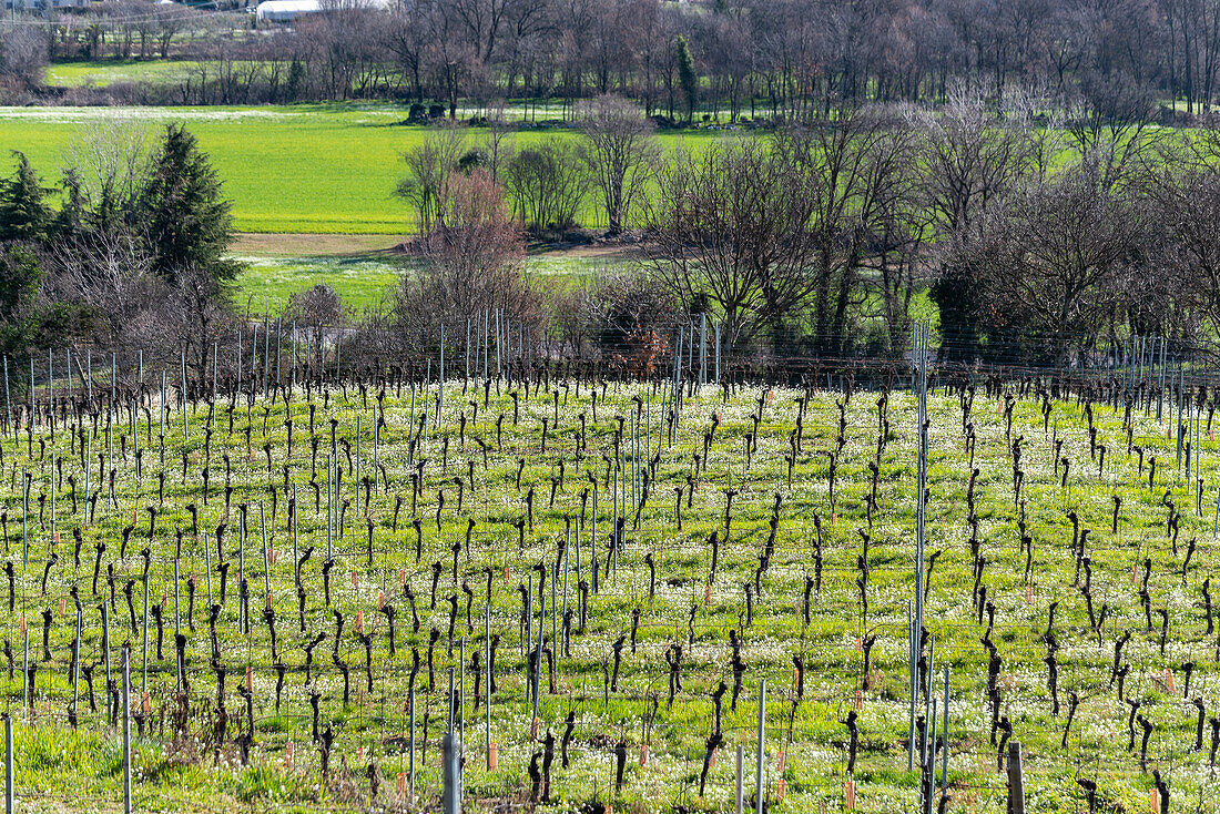 Spring season in the vineyards of Franciacorta, Brescia province, Lombardy district, Italy, Europe