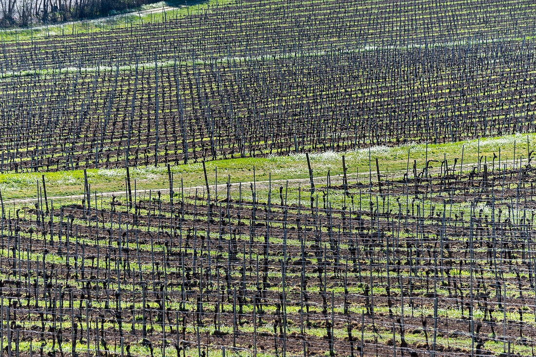 Spring season in the vineyards of Franciacorta, Brescia province, Lombardy district, Italy, Europe