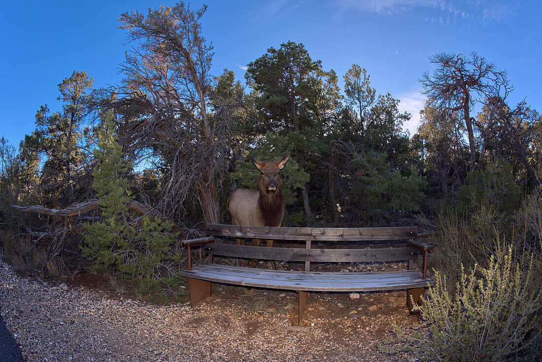 Ein weiblicher Elch, der entlang des Greenway Trail zwischen Pima Point und Monument Creek Vista aus dem Wald kam, Grand Canyon, Arizona, Vereinigte Staaten von Amerika, Nordamerika