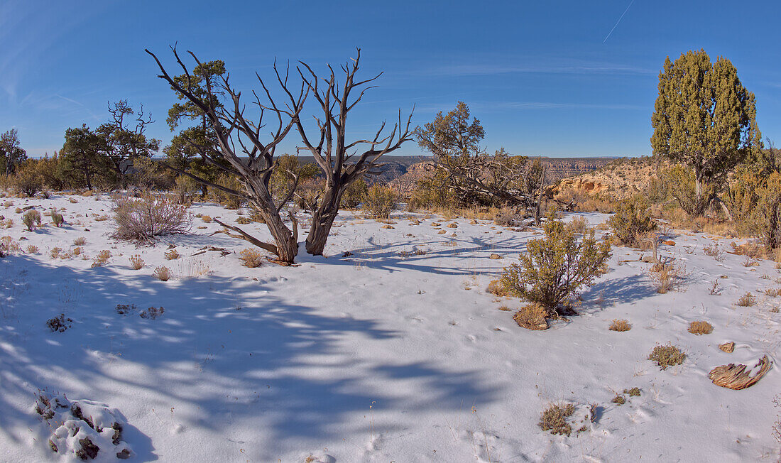 Der Kaibab-Wald im Winter nahe dem Waldron Canyon westlich von Hermits Rest, Grand Canyon, Arizona, Vereinigte Staaten von Amerika, Nordamerika