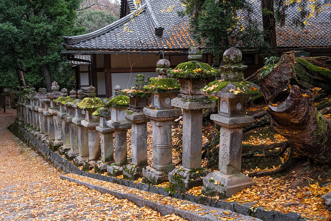 Mehrere Steinlaternen stehen inmitten eines Waldes in Nara im Herbst, Nara, Honshu, Japan, Asien