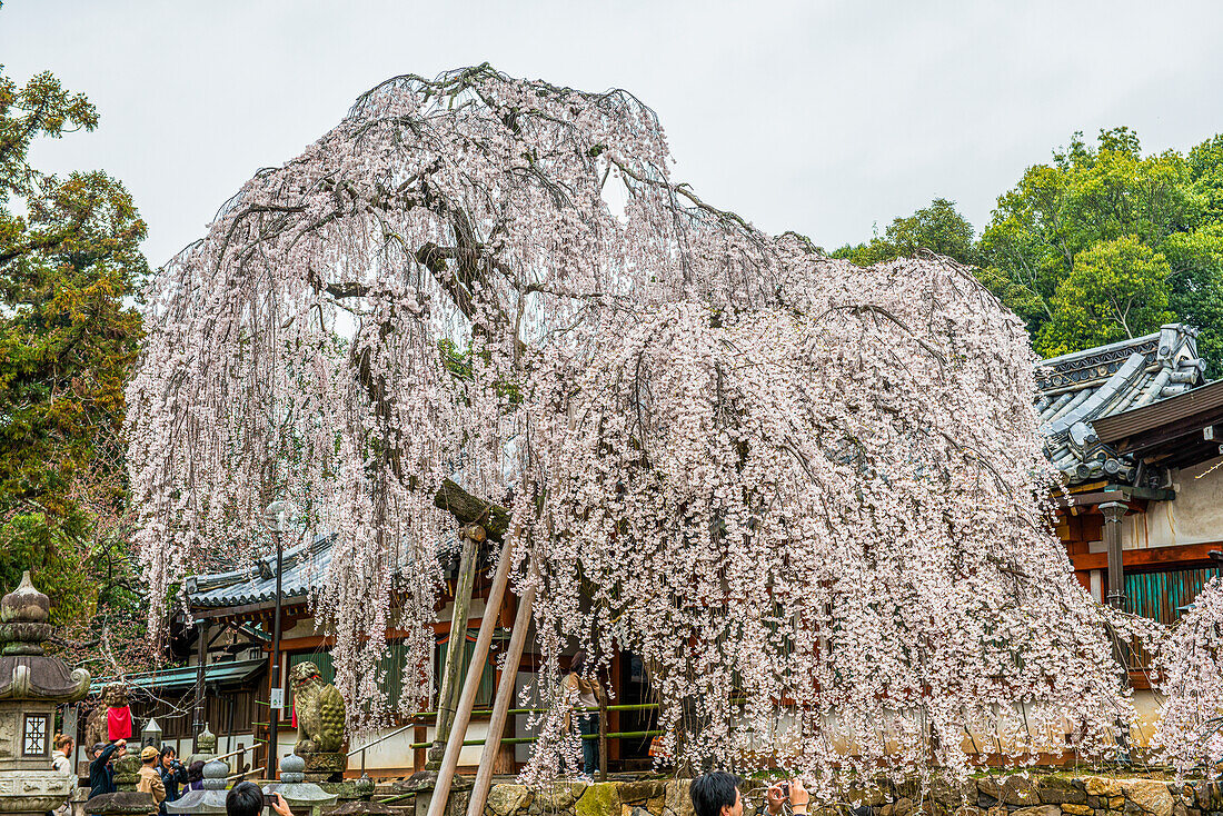 Kirschblüte, UNESCO-Welterbestätte, Nara, Kansai, Honshu, Japan, Asien