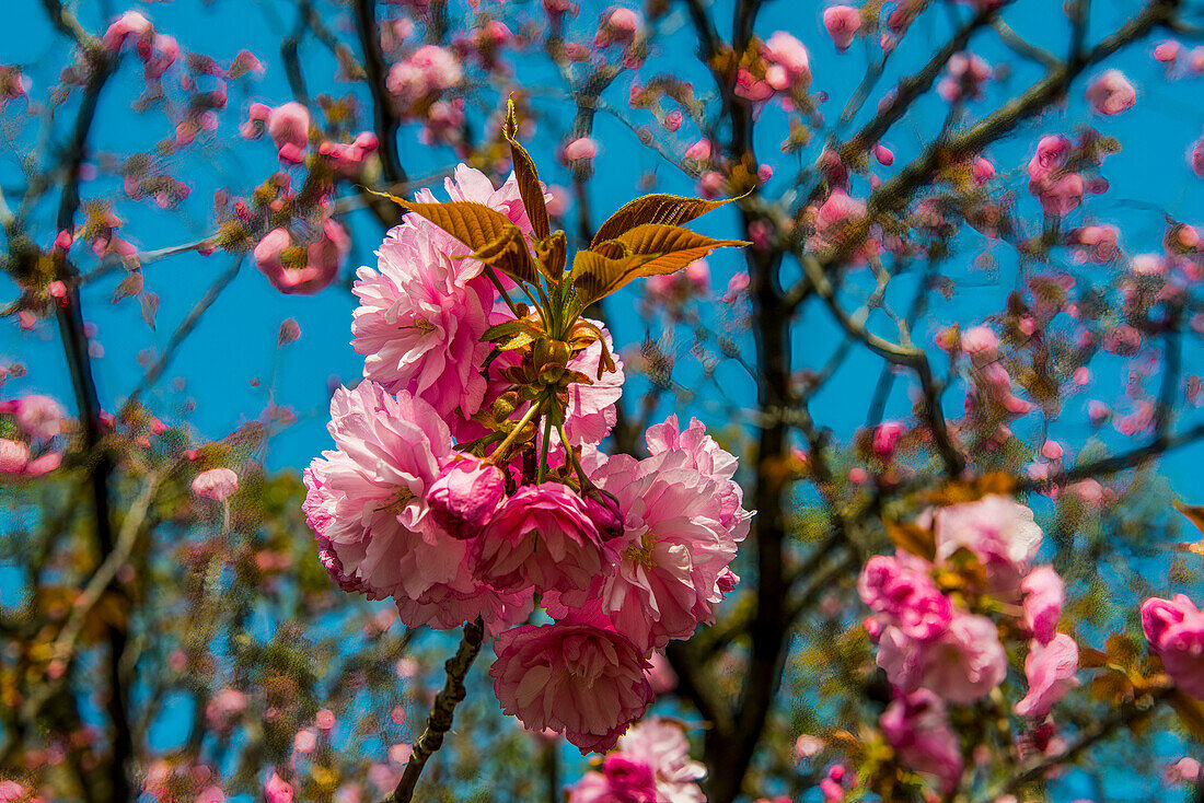 Beautiful cherry blossom, Nikko, Tochigi Prefecture, Kanto, Honshu, Japan, Asia