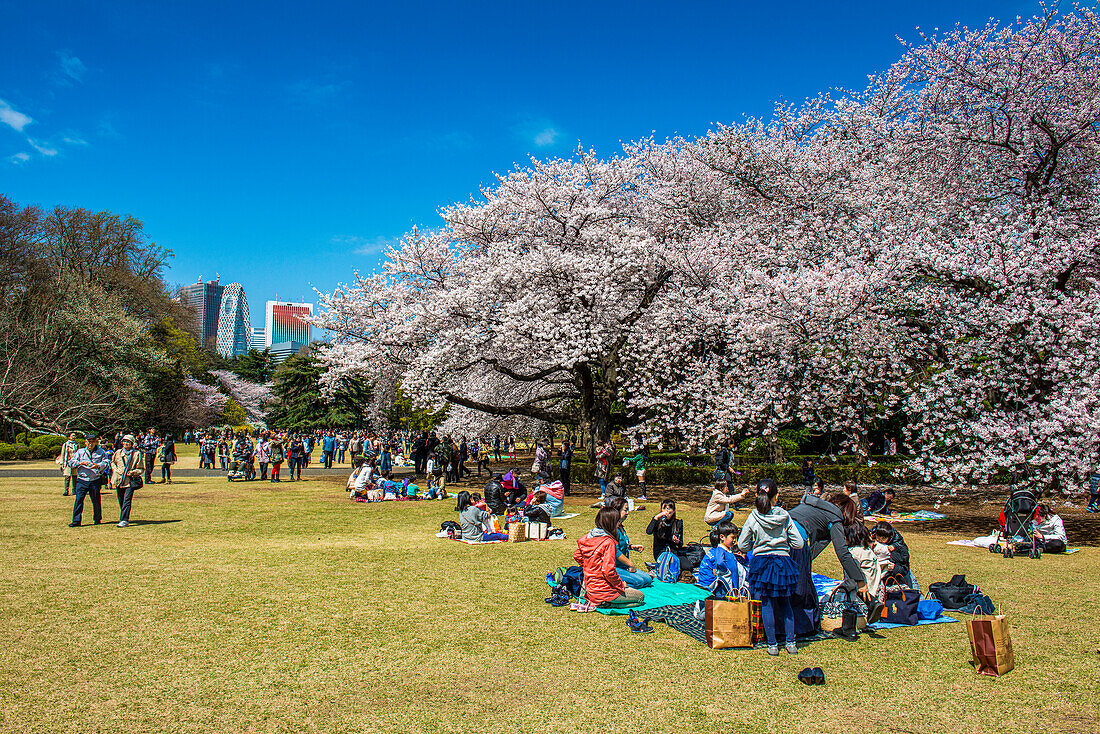 Picknick in der Kirschblüte im Shinjuku-Gyoen-Park, Tokio, Honshu, Japan, Asien