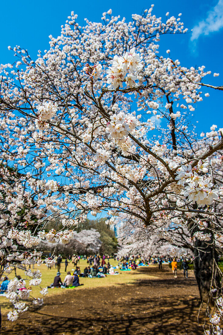 Picnic in the cherry blossom in the Shinjuku-Gyoen Park, Tokyo, Honshu, Japan, Asia