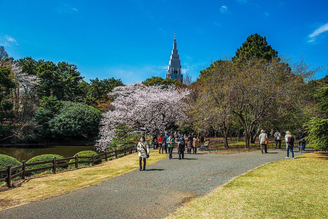 Shinjuku-Gyoen-Park, Tokio, Honshu, Japan, Asien