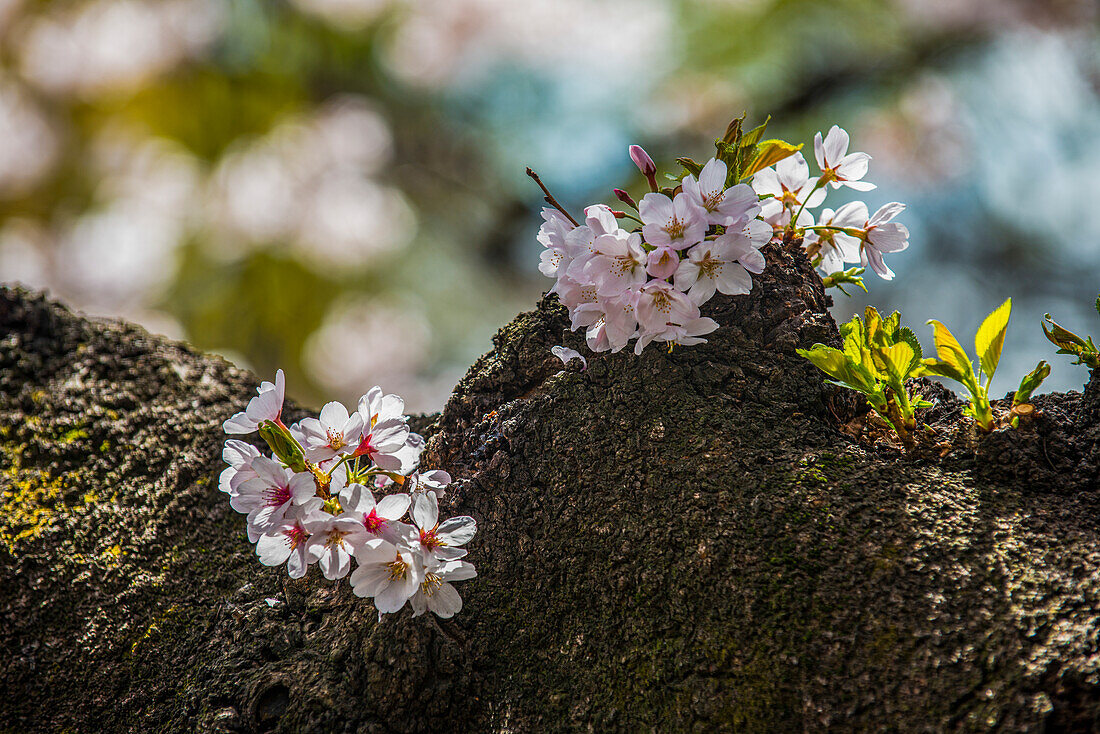 Cherry blossom in the Shinjuku-Gyoen Park, Tokyo, Honshu, Japan, Asia