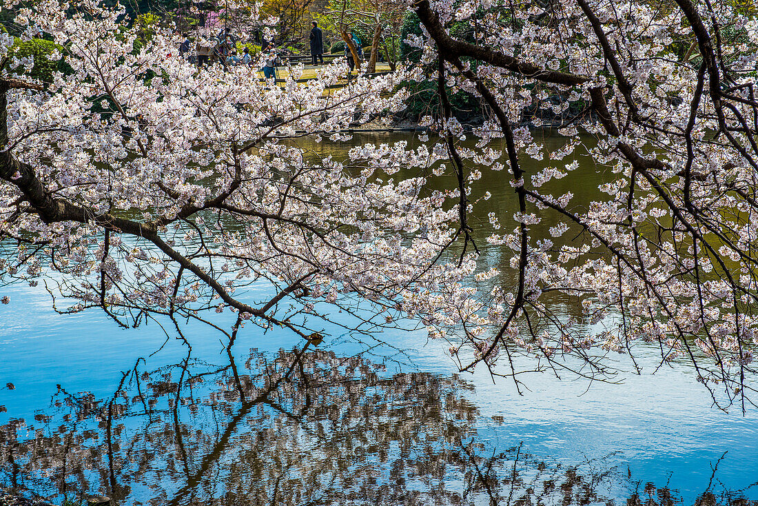 Kirschblüte im Shinjuku-Gyoen Park, Tokio, Honshu, Japan, Asien