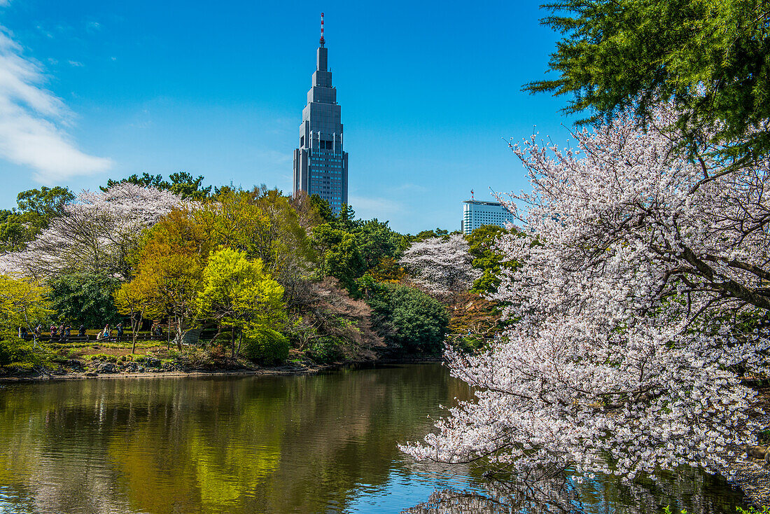 Cherry blossom in the Shinjuku-Gyoen Park, Tokyo, Honshu, Japan, Asia