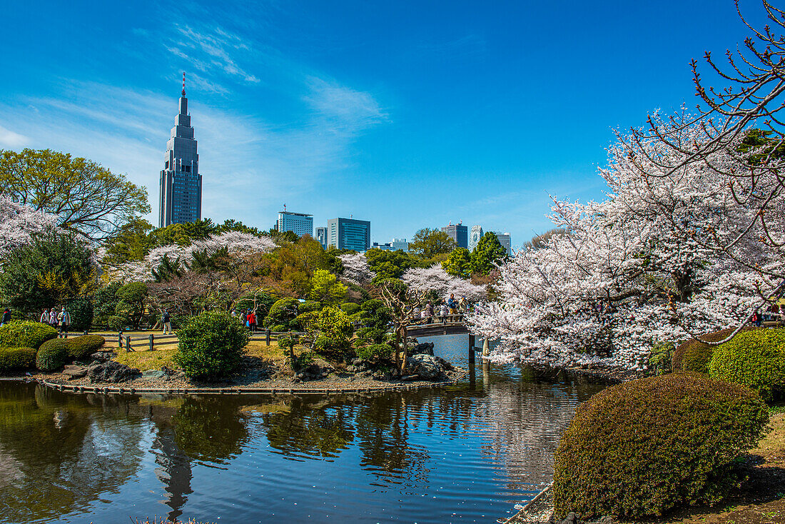 Cherry blossom in the Shinjuku-Gyoen Park, Tokyo, Honshu, Japan, Asia