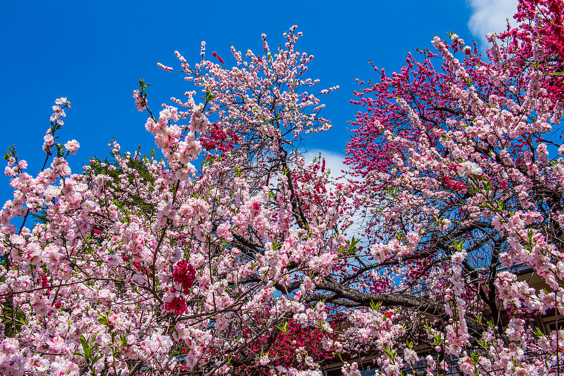 Cherry blossom in the Shinjuku-Gyoen Park, Tokyo, Honshu, Japan, Asia